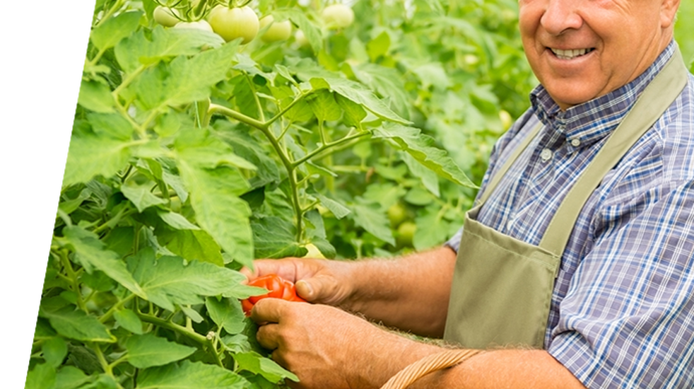 Por que pessoas idosas estão escolhendo Juquiá e Miracatu para comprar seu sítio — e por que o canal Procurando Sítio Barato é o melhor caminho
